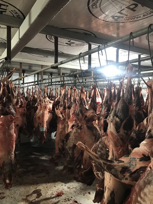 Мясо сайгака. От мямокомбината