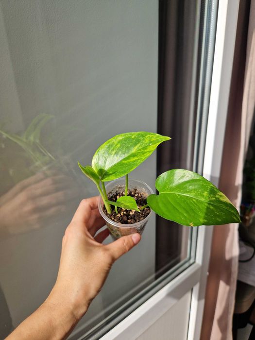 Сциндапусы по 800 тг