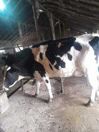 Vand 6 vaci de lapte de rasa Holstein + vitei
