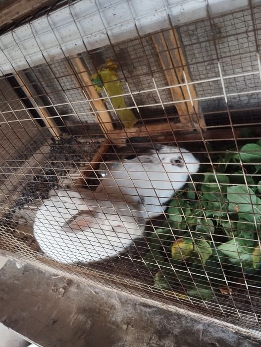 Quyonlar erkak ikkalasi 300 ming