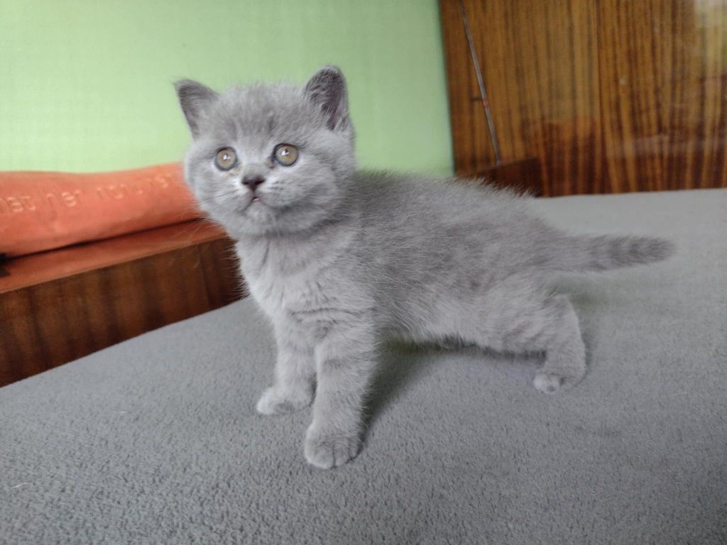 РАЗКОШНИ британчета
