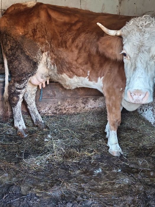 Vând vacă de 4 ani cu lapte