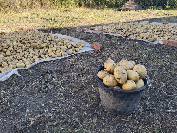 Домашняя картошка из Златопольского округа по 150 за кг с доставкой