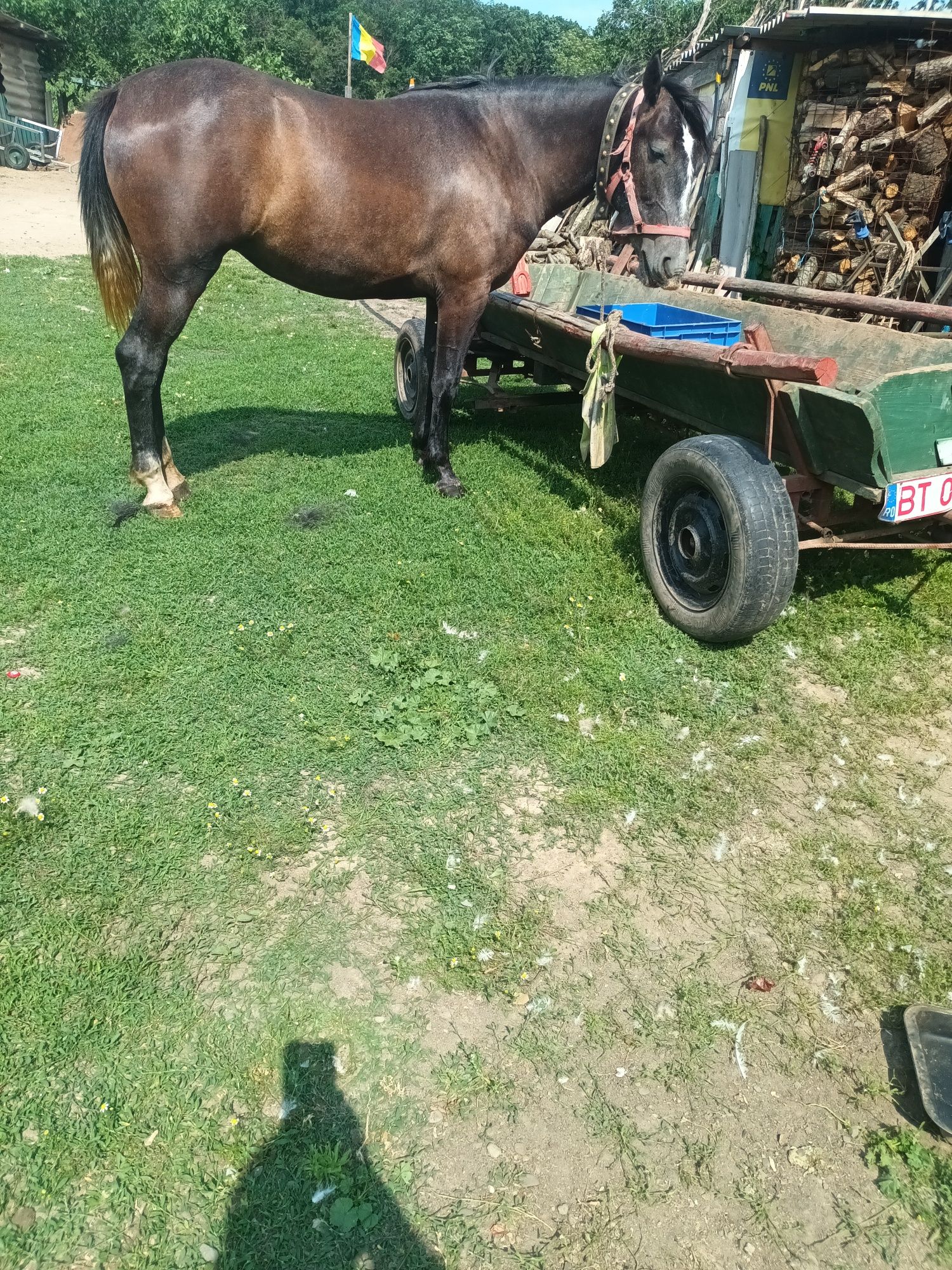 Vând iapa cuminte de doi ani