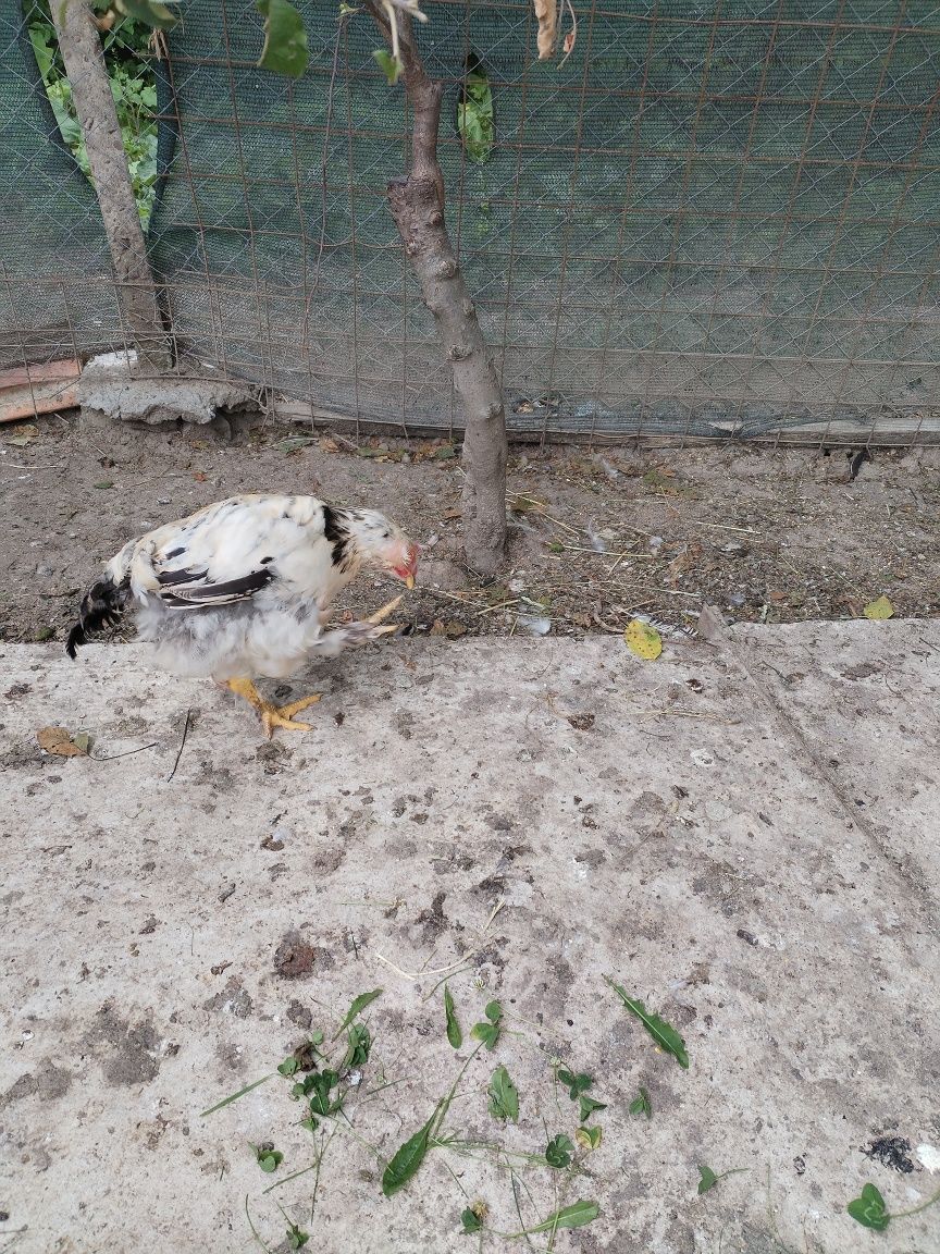 70 lei buc de casa au trei luni