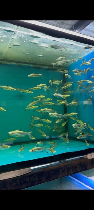 Xishnik siyamski akula