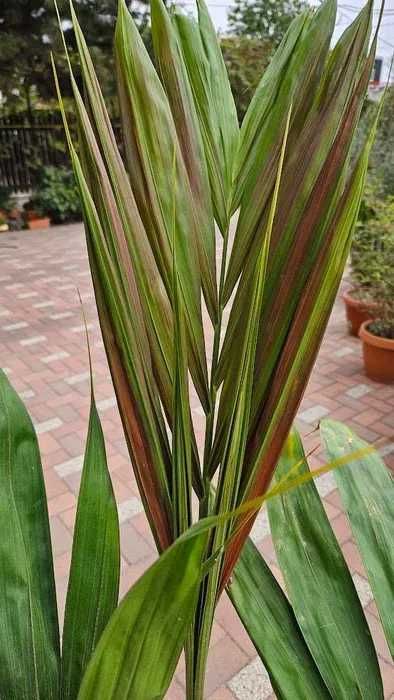 Palmier rar cu frunze rosii Chambeyronia Macrocarpa