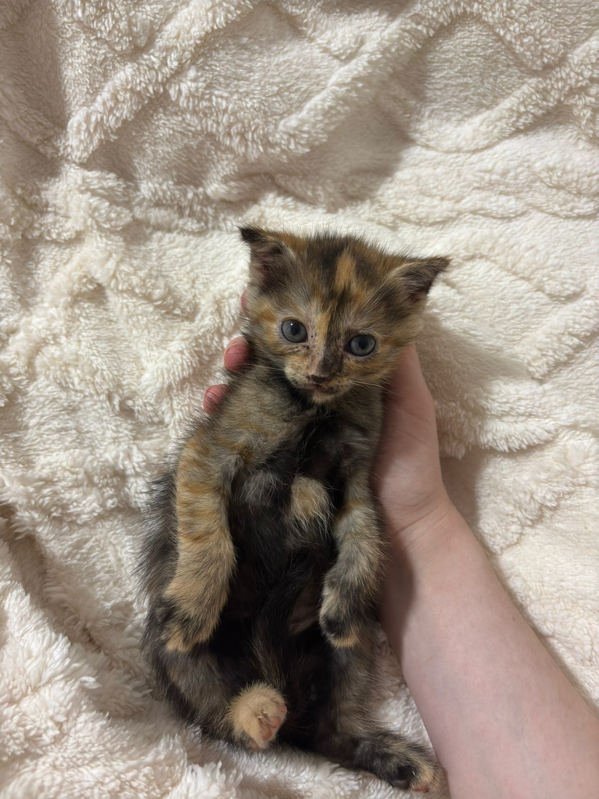 Котята скоттиш страйт