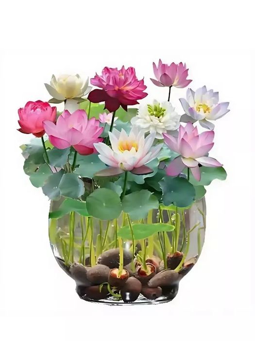 Uy va ofis uchun dekorativ gul urug'lari - chiroyli va xushbo'y