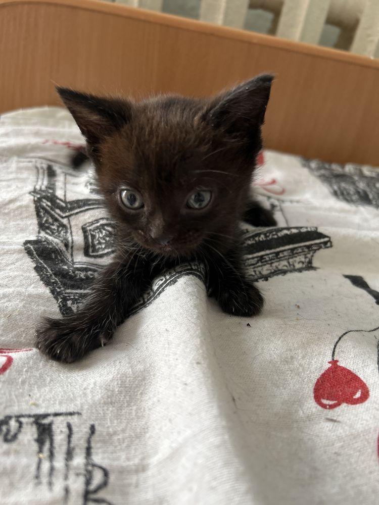 Котята бесплатно