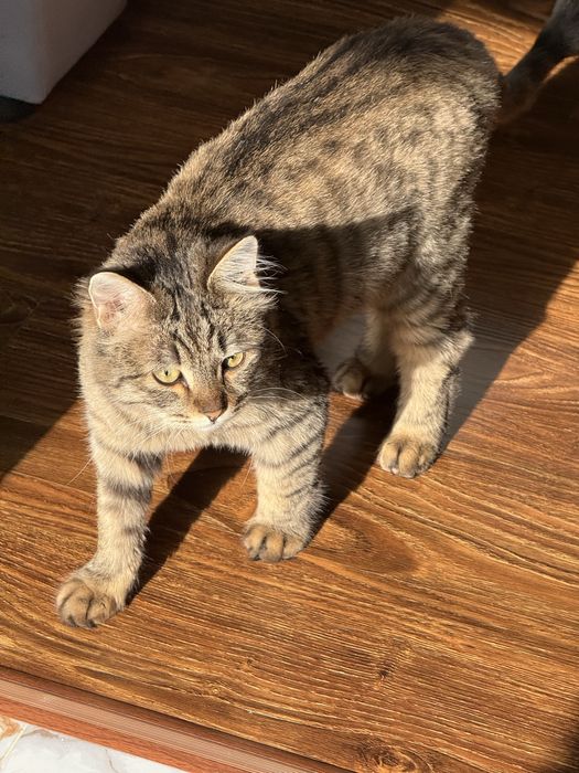 Отдаем в хорошие руки , кастрированный кот