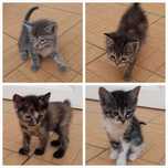 Отдам бесплатно котят