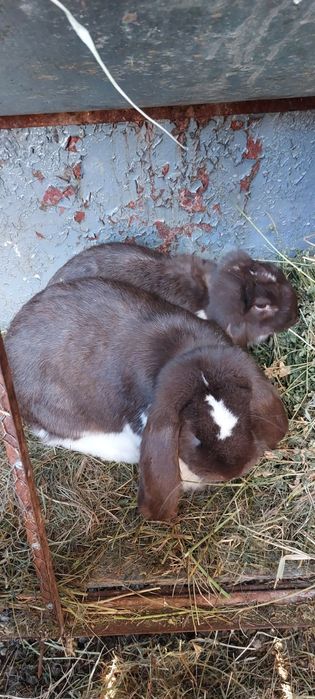 Pereche berbec german gratis