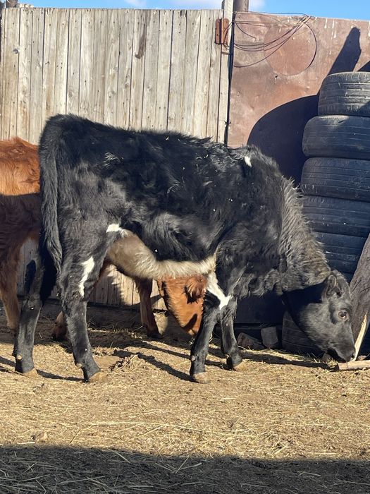 Продам двух телочек по 240000  находятся в городе