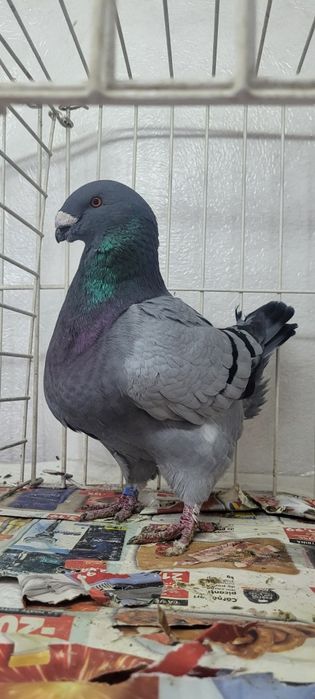 Vand voiajori americani