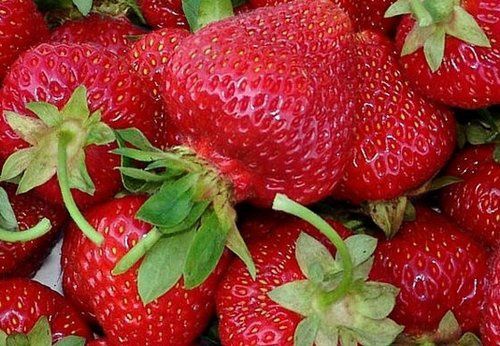 Продавам разсад Ягоди и Малини