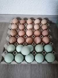 Яйца за люпене от породисти Кокошки, възможно и пиленца!