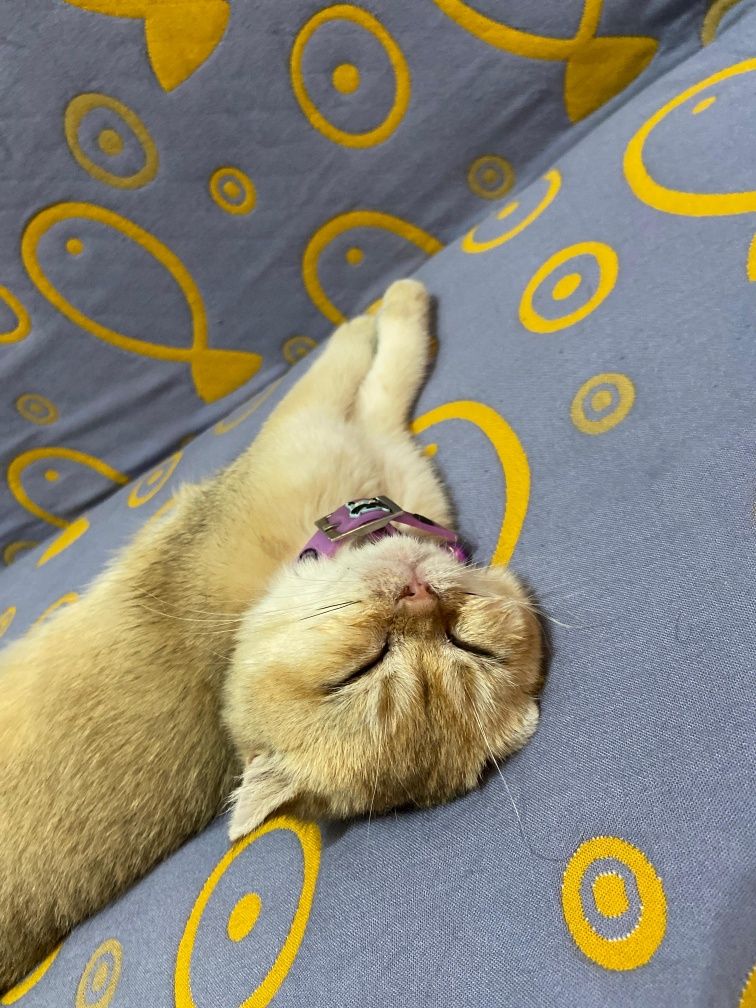 Продаётся котёнок