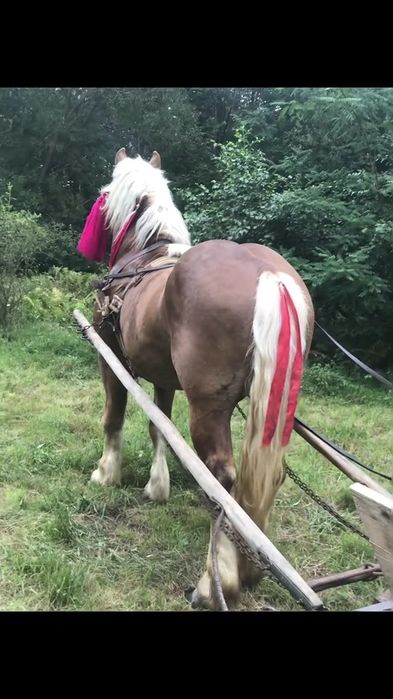 Vând Armăsar de 5 ani