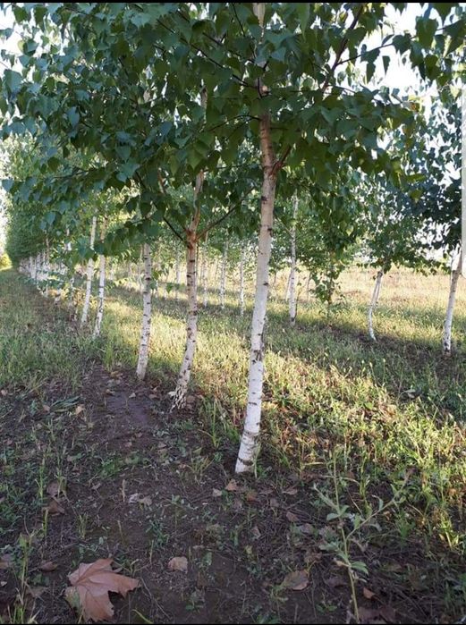 Mesteacăn multitulpinal ! De la2 la 5 m