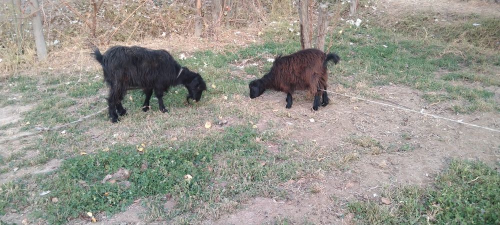 Сатыладыыы ешкііі