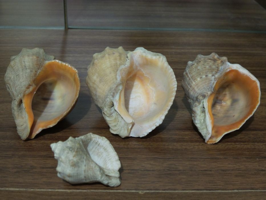 Ракушки морские. Доставка.