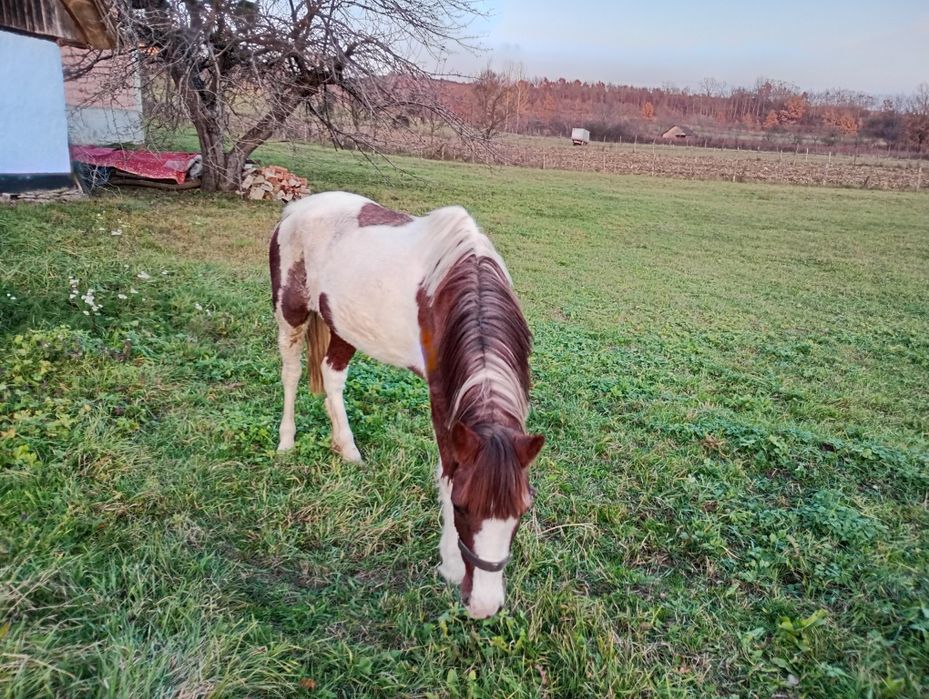 Vând iapă Pinto foarte blândă 6 ani