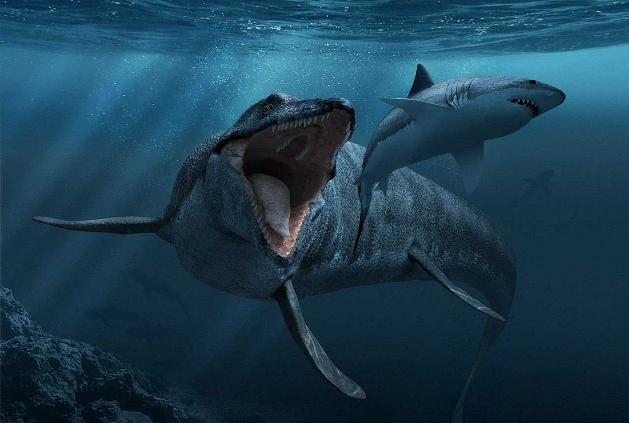 Вкаменелости/фосили: зъб от динозавър мозазавър - 100% автентичен