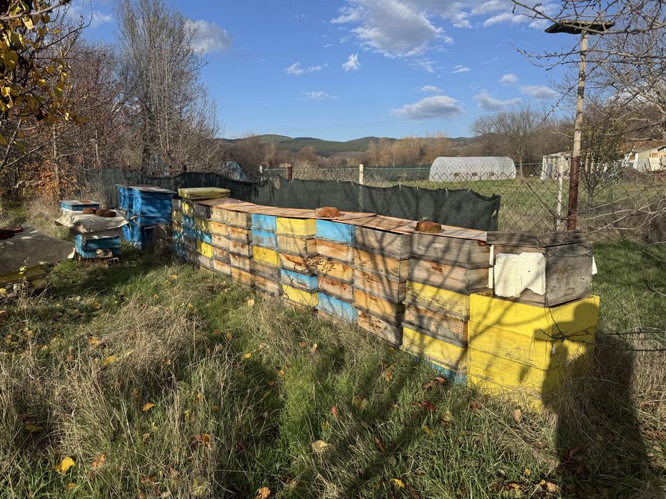 12 рамков кошер даданблат