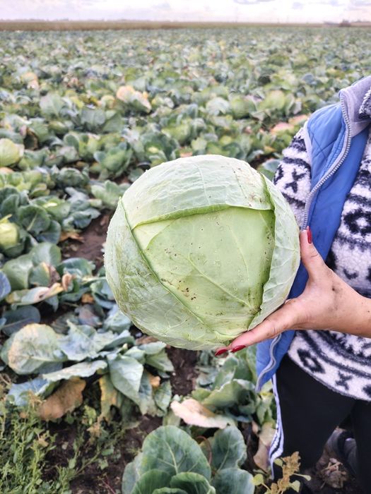 Vând varză de Buzău