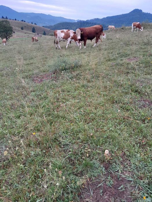 De vânzareTaur autorizat