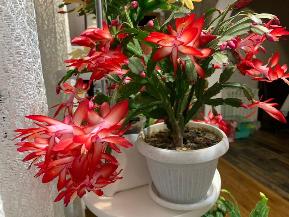 Продам комнатные цветы декабристы