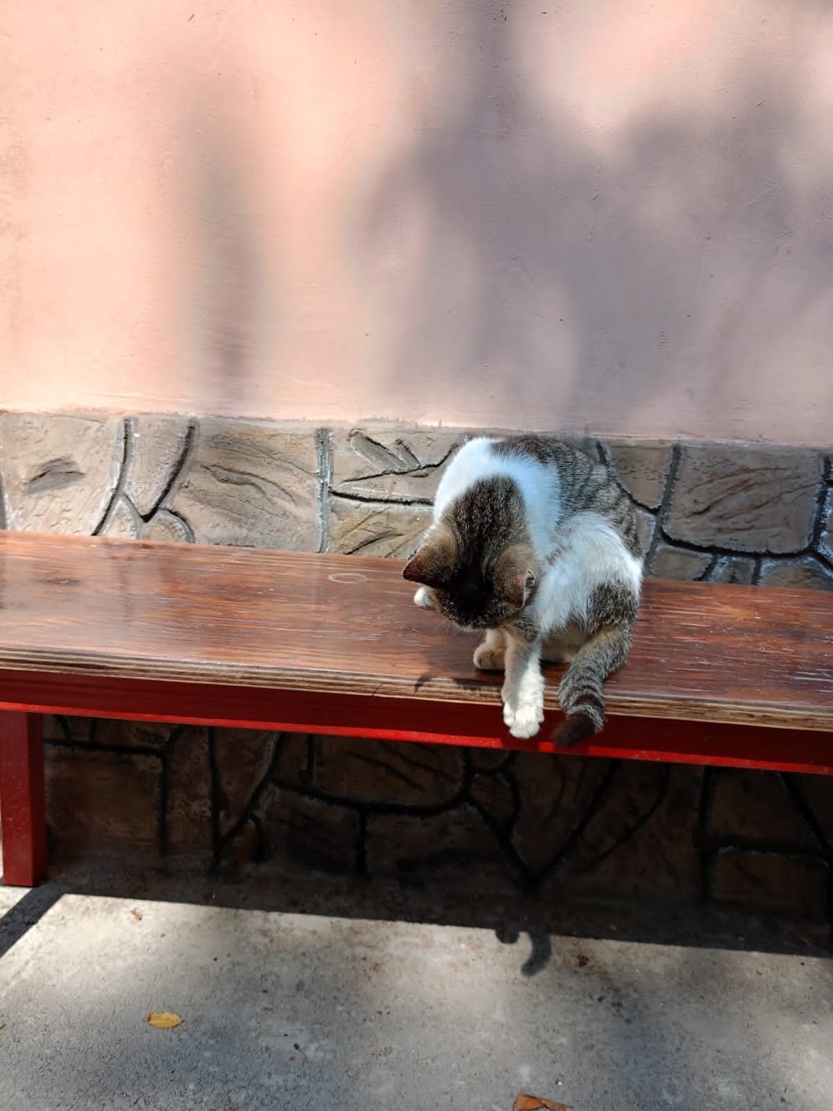 Котенок, кошка. Кот
