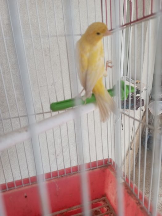 Канарейка плановый