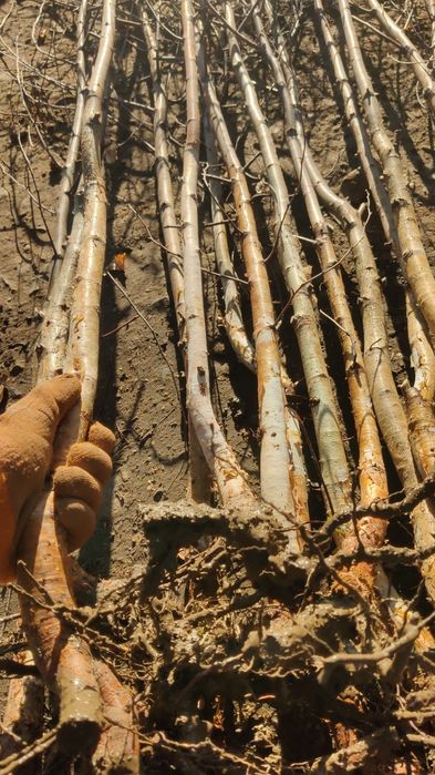 Puieți de mesteacăn alb înălțime 2 metri