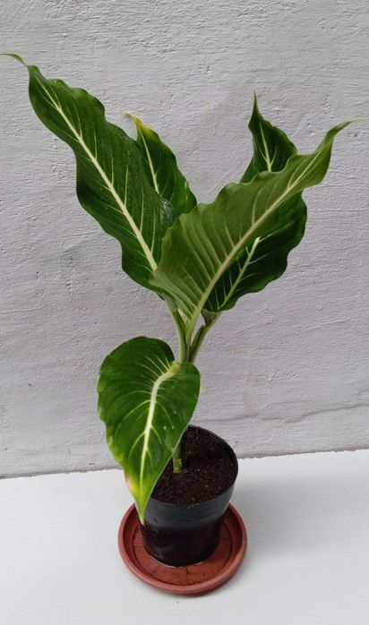 Диффенбахия Грин Меджик. Экзотические цветы для дома и офиса