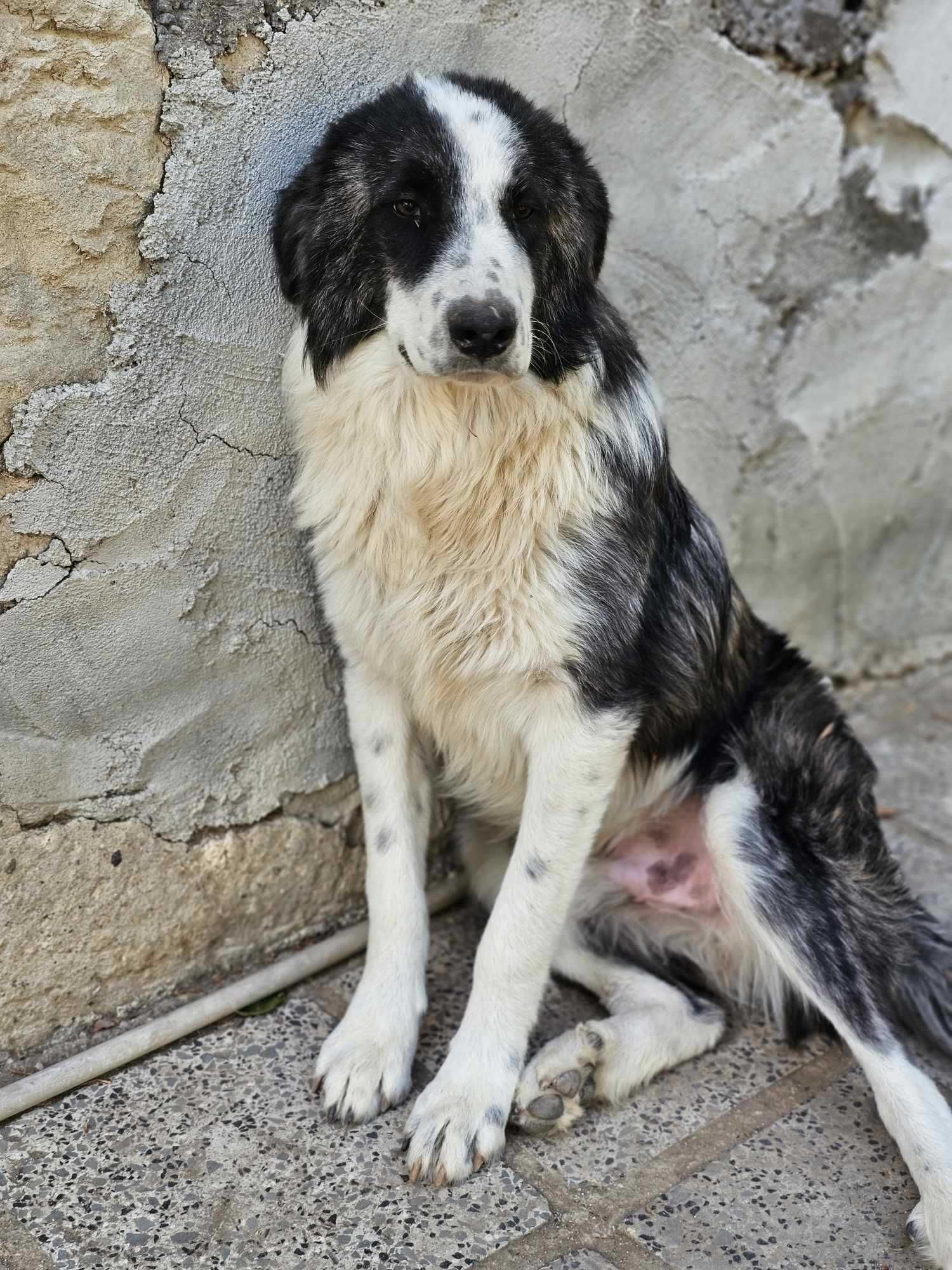 Каракачанско куче и австралийска овчарка на 8 месеца