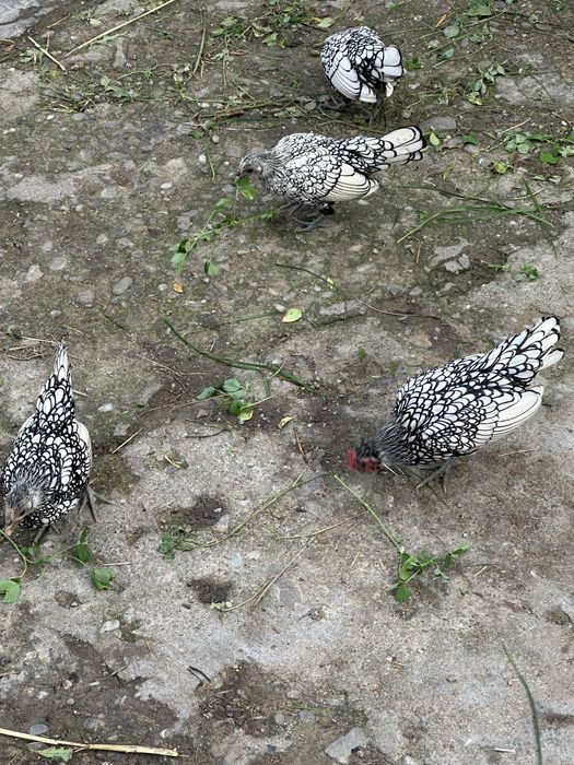 Perechi sebright argintiu