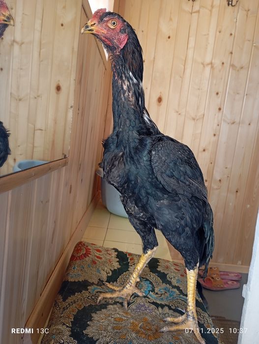 Джуджик линия шамо