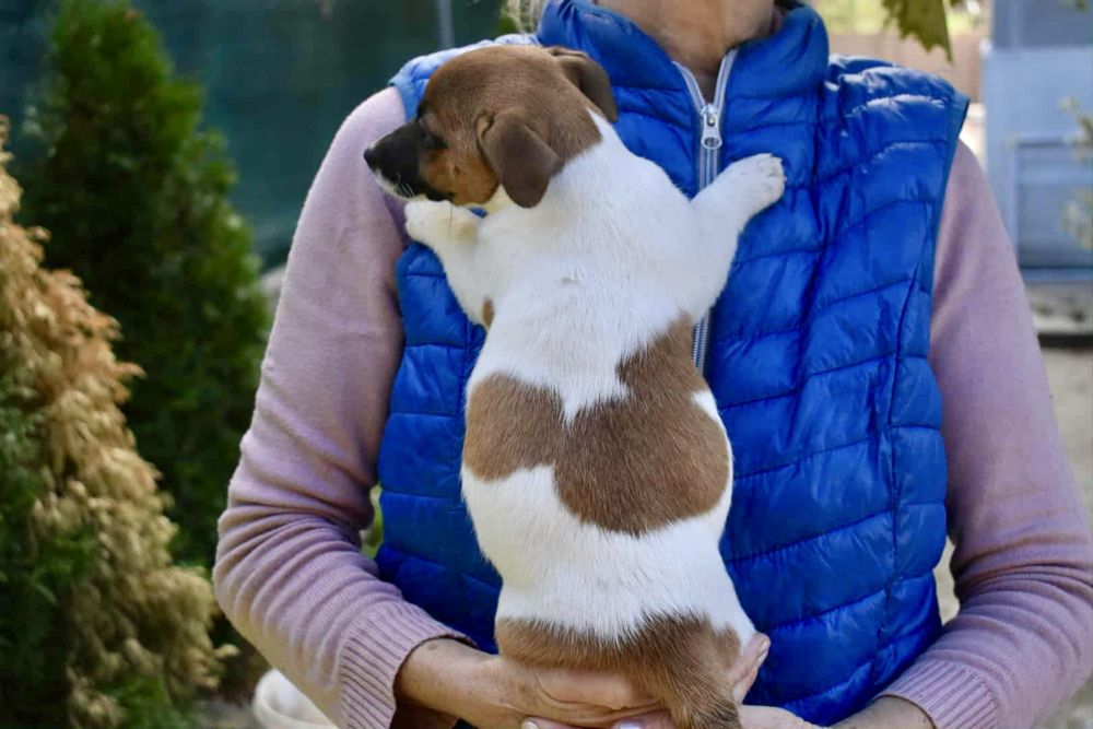 Джак ръсел териер