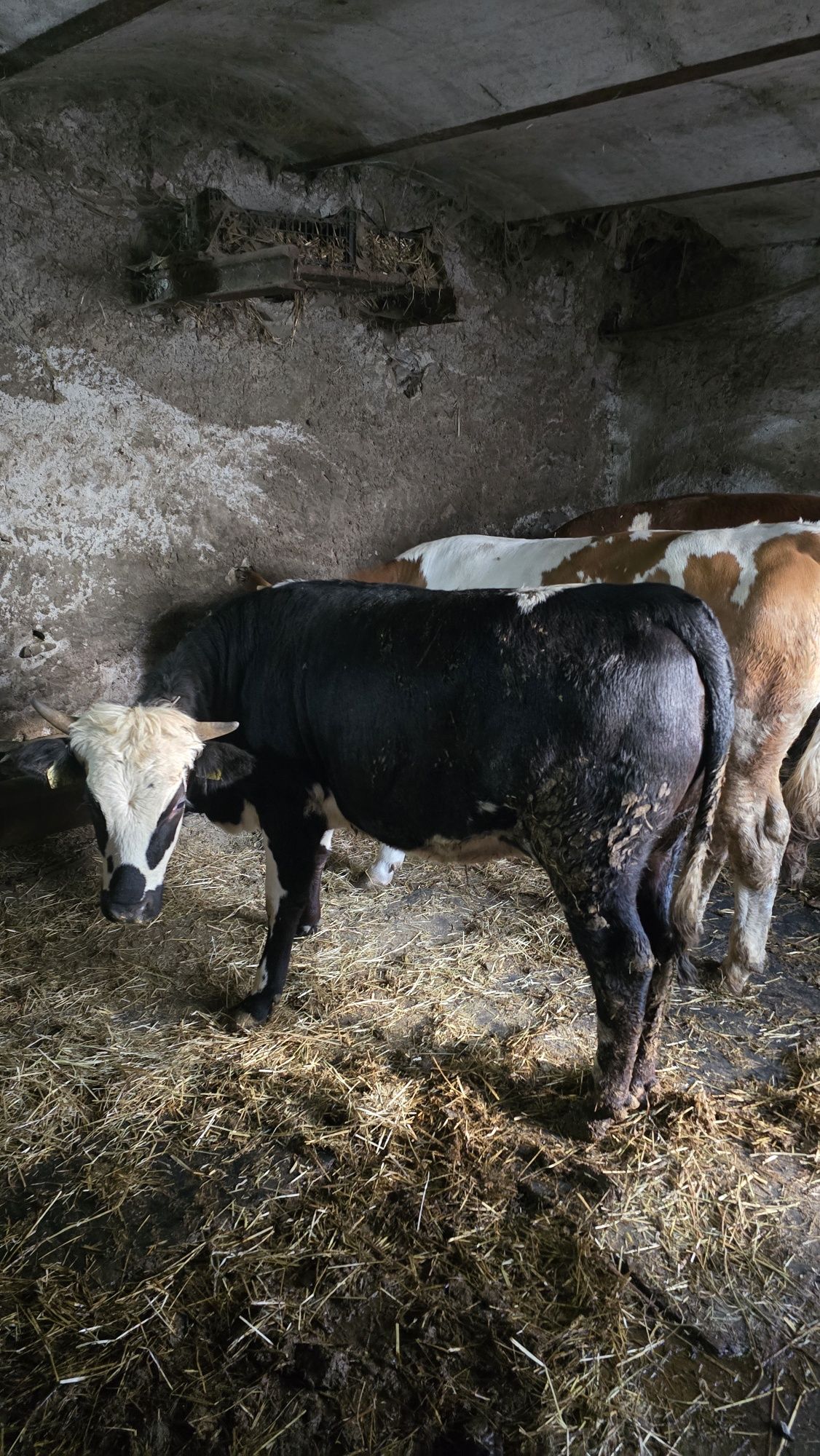 VAND 2 Taurasi su 2 Juninci