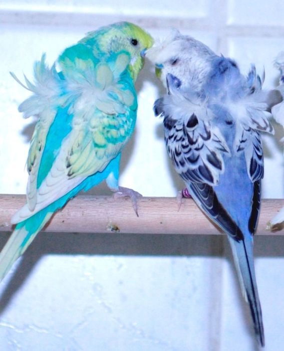 Продам - выставочные попугаи