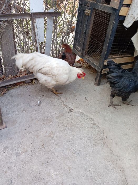 Tovuq. Horozlar sotiladi