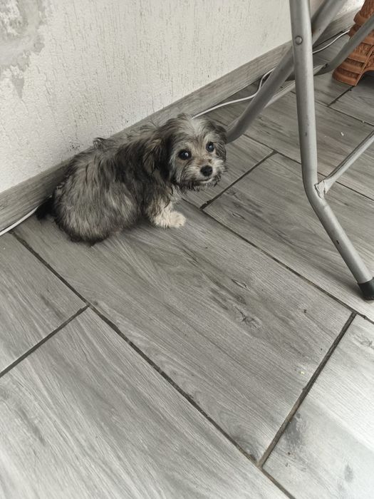 Donez căței bichon cu părinți cu tot