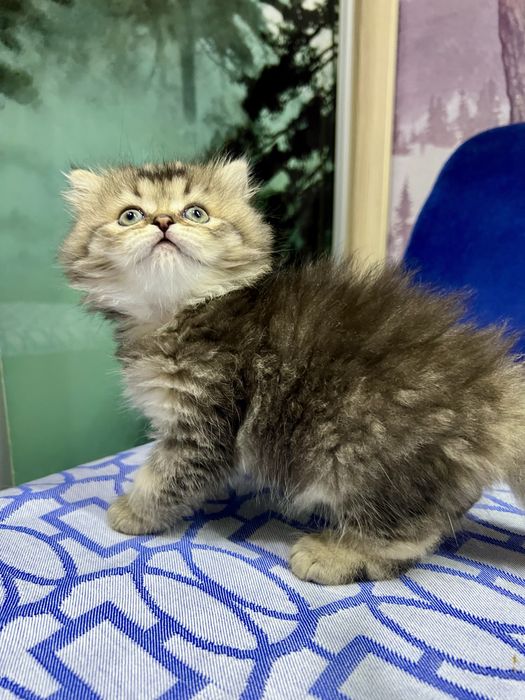 Шотланский Сеоттиш Страйт! Шиншилла золото!