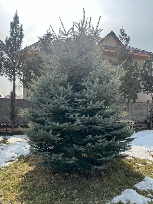 ель,елка, елки,шырша, крупномеры  от 3.5 метров и выше