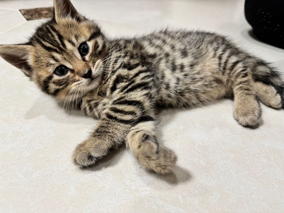 Котята скотиш фолд и страйт