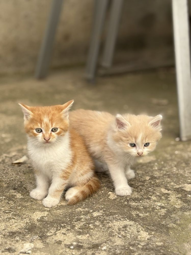 Котенца си търсят дом