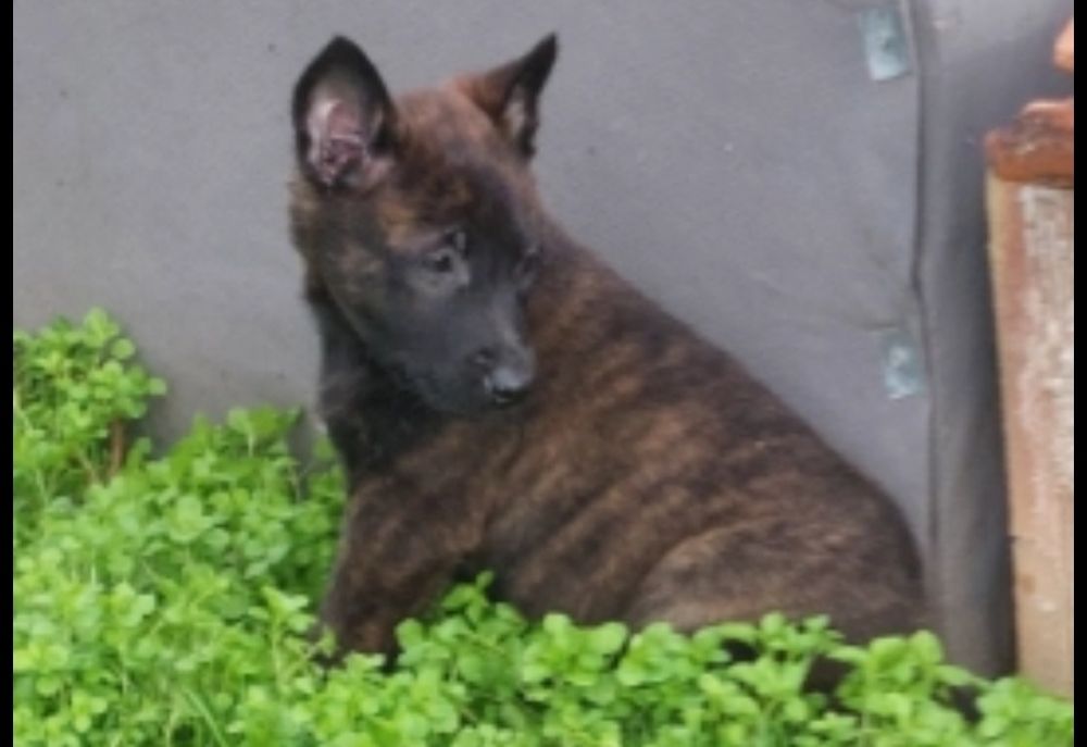 Малки белгийски/холандски овчарки