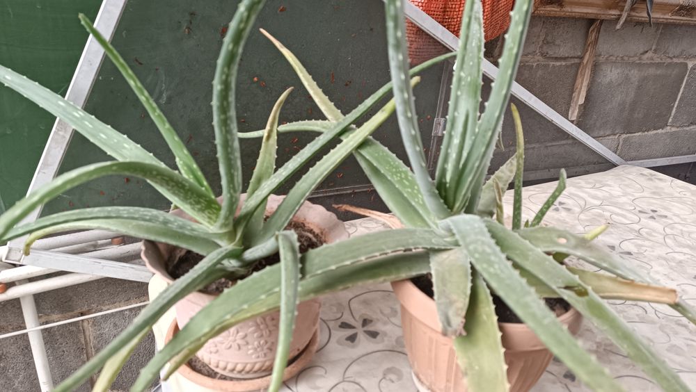 Цветы комнатные растения